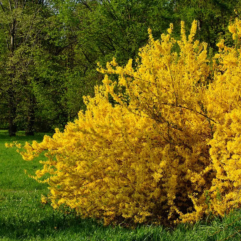 Forsythia shrub