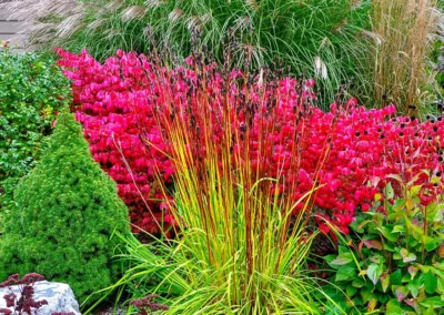 Colorful & Fragrant Shrubs to Plant in the Fall