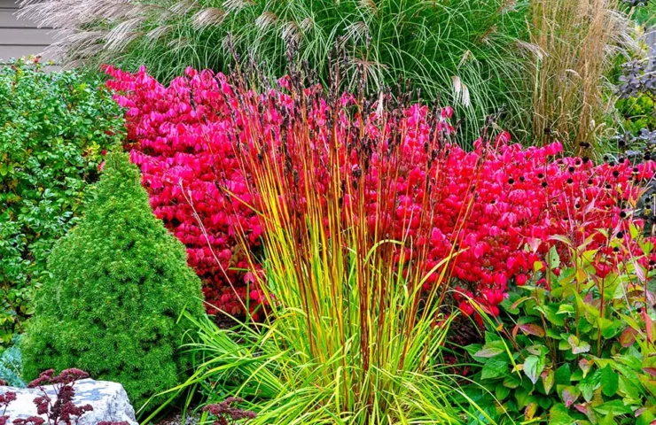 Fall Shrubs for Your Zone 7 Yard and Garden