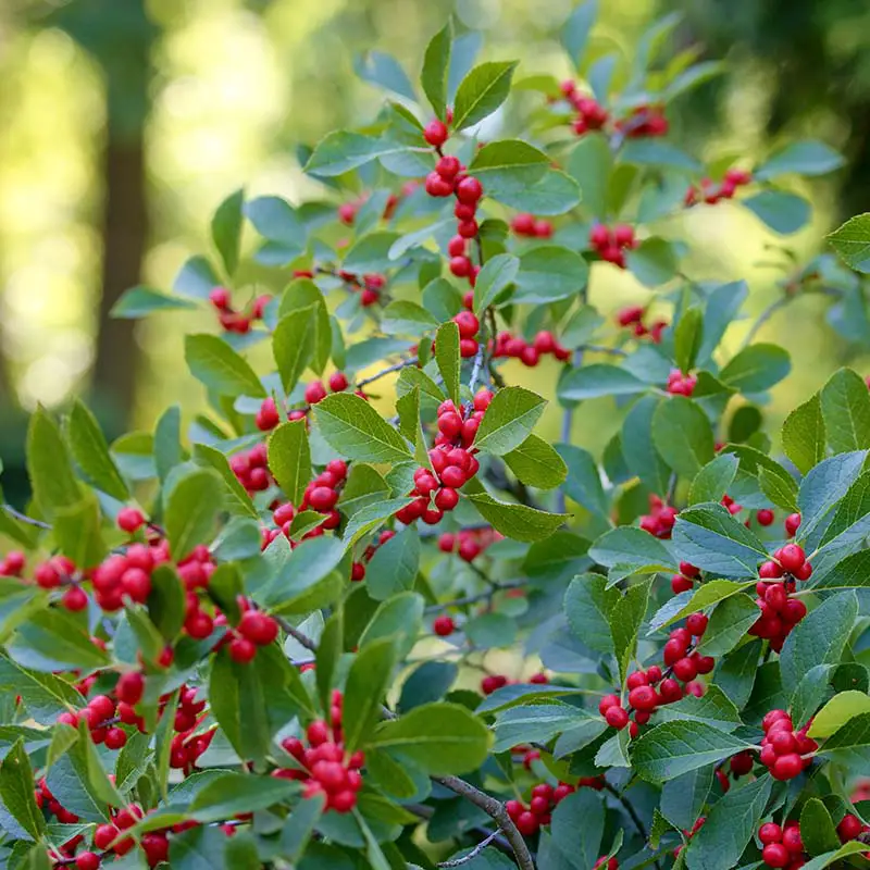 Winterberry shrub