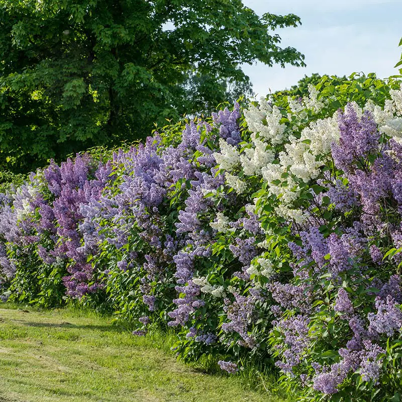 Lilac shrub