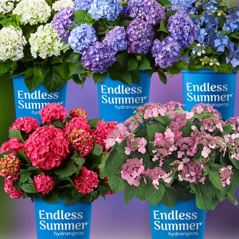 Endless Summer Hydrangea