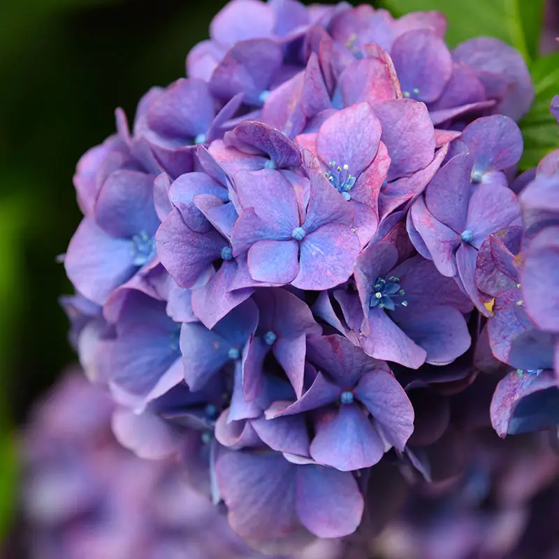 Mophead hydrangea