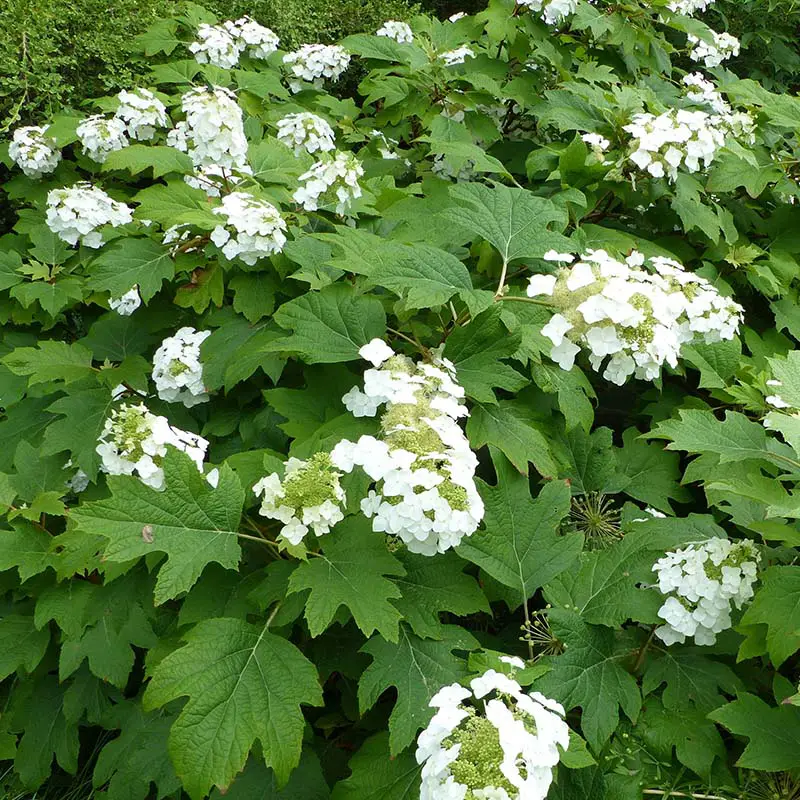 Oakleaf Hydrangea