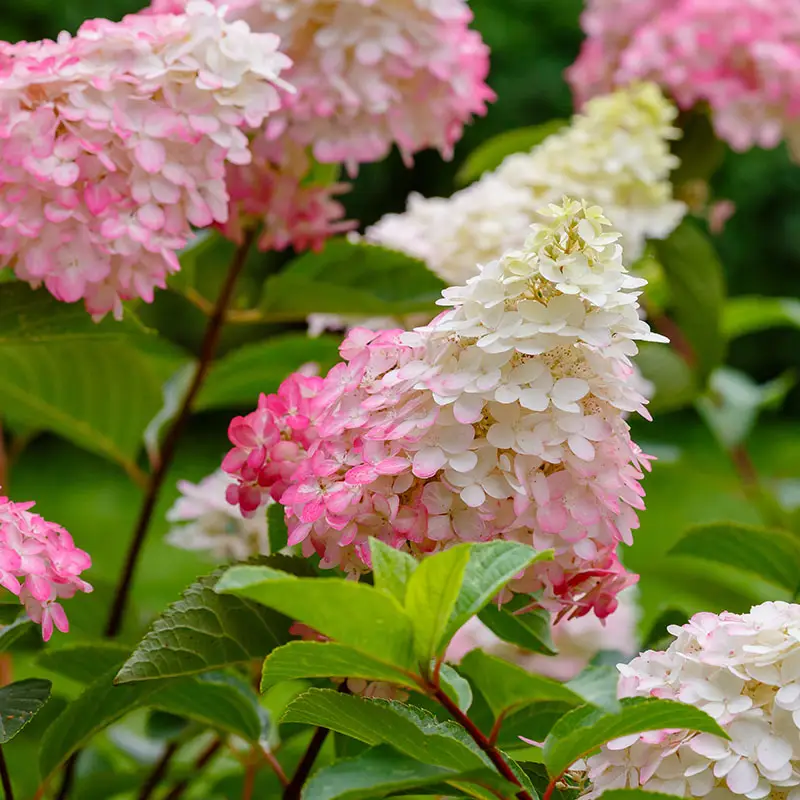 Panicle Hydrangea