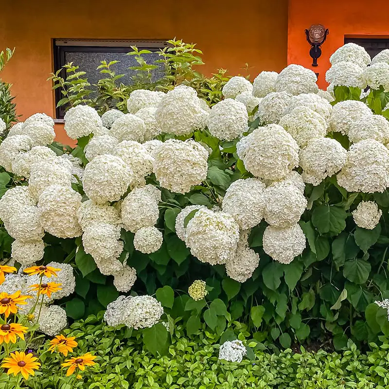 Smooth Hydrangea