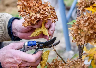 Your Guide to Pruning Hydrangeas in the Fall