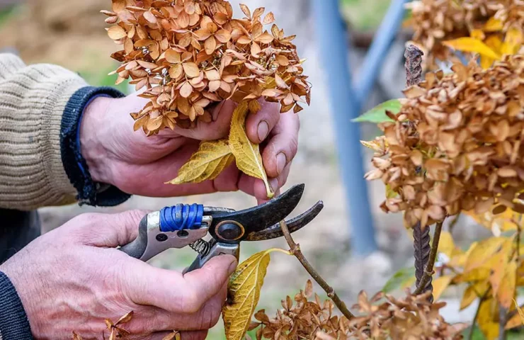 Pruning hydrangeas in the fall