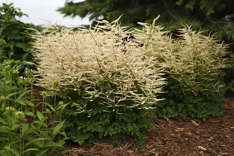 Proven Winners Aruncus Chantilly Lace