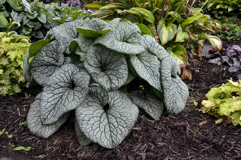 Proven Winners Brunnera Queen of Hearts