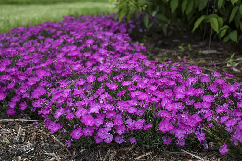 Proven Winners Dianthus Paint the Town Fuchsia