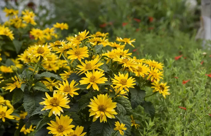 Proven Winners Heliopsis Tuscan Gold