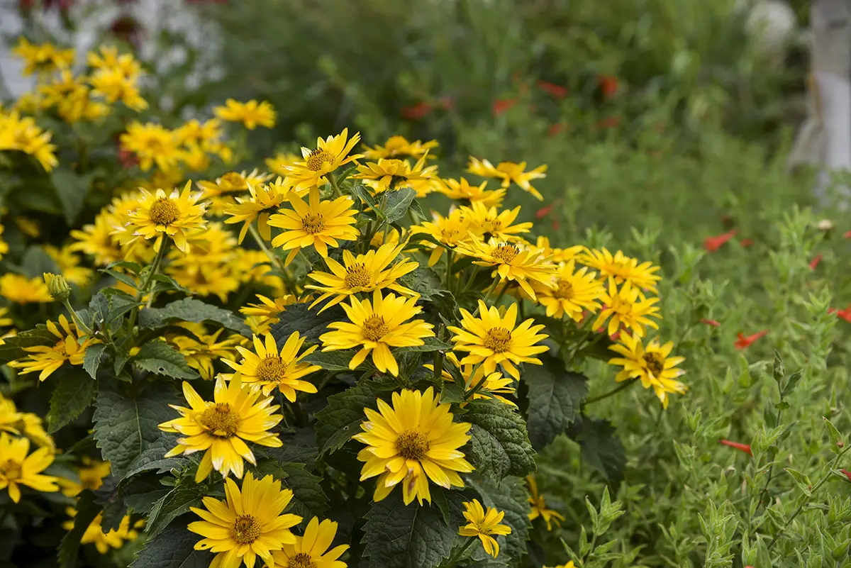 Proven Winners Heliopsis Tuscan Gold