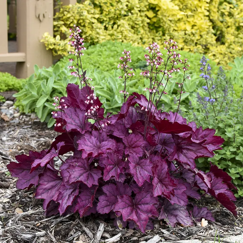 Proven Winners Heuchera Primo Wild Rose