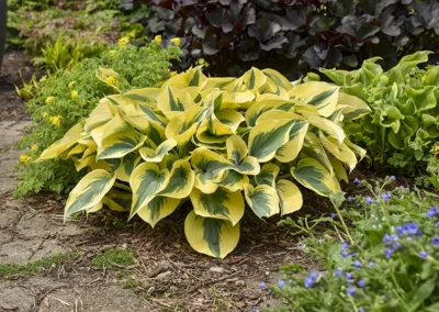 Foliage for Shade: Proven Winners® EZ Scapes™ Plant Combo