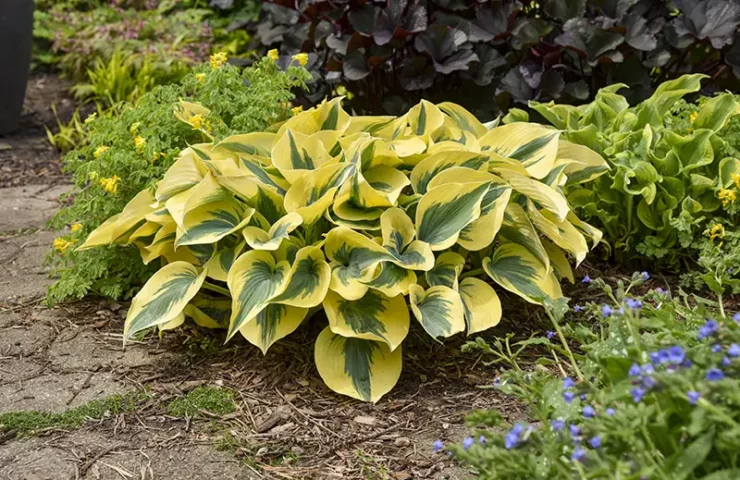 Proven Winners Hosta Shadowland Autumn Frost