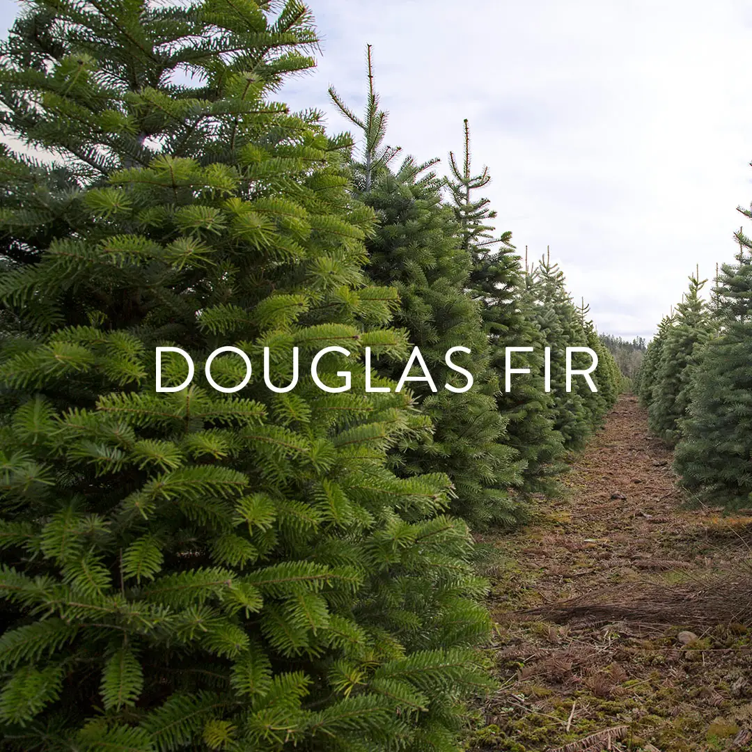 Douglas Fir Christmas Tree