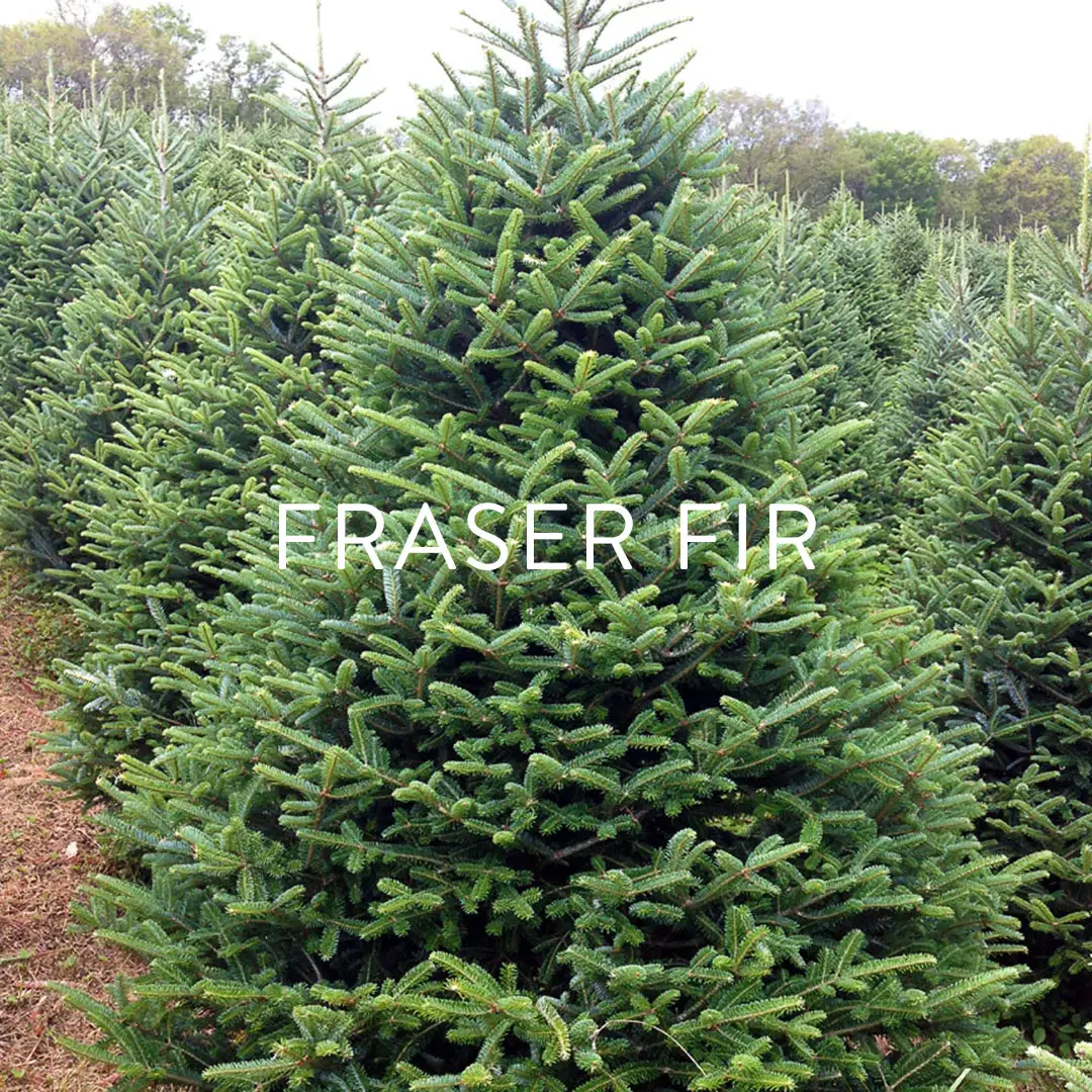 Fraser Fir Christmas Tree