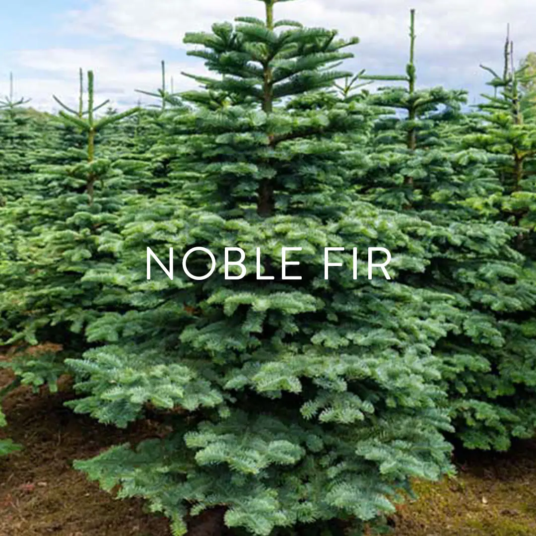 Noble Fir Christmas Tree