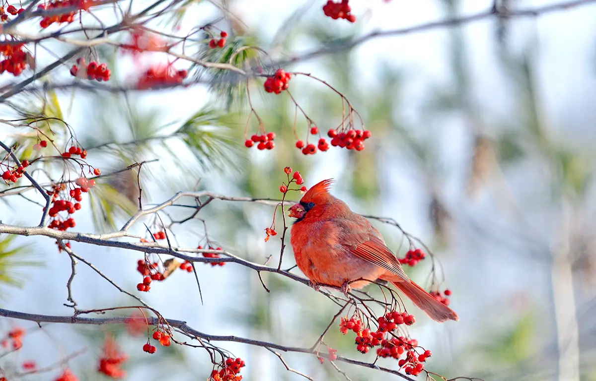 male cardinal eating red berries