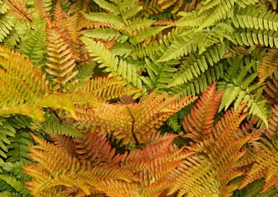 Cinnamon Fern: Easy Perennial with Seasonal Interest