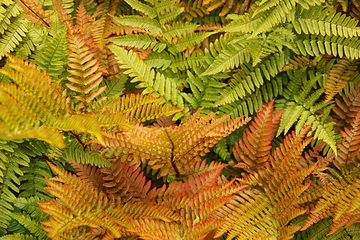 Cinnamon Fern, Osmundastrum cinnamomeum