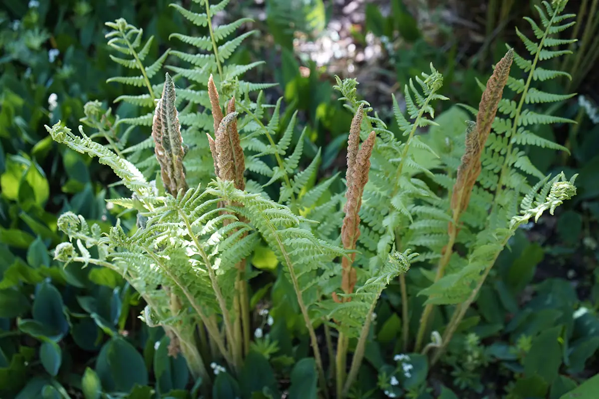 Cinnamon Fern, Osmundastrum cinnamomeum