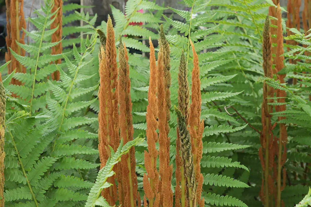 Cinnamon Fern, Osmundastrum cinnamomeum