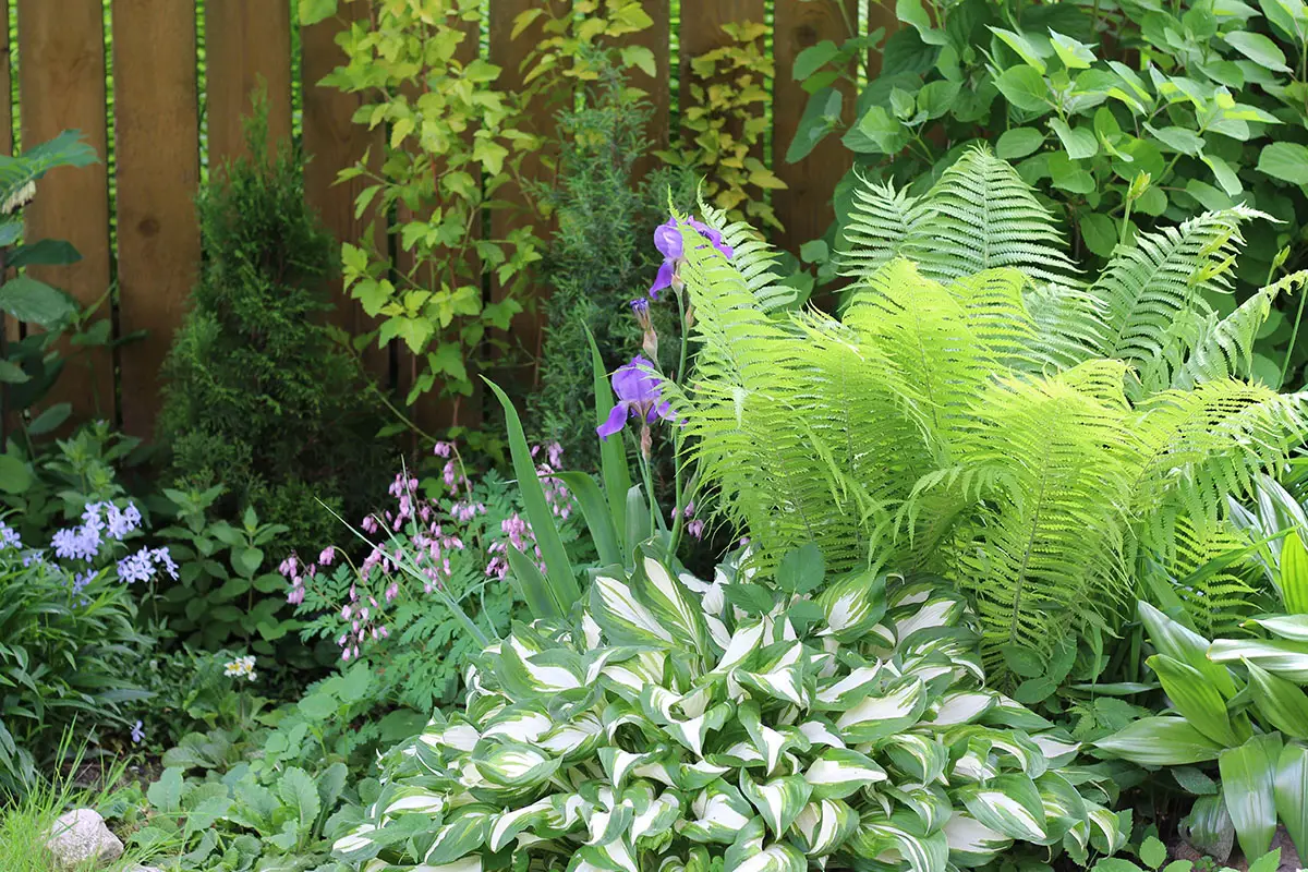 Garden plant pairings with cinnamon fern