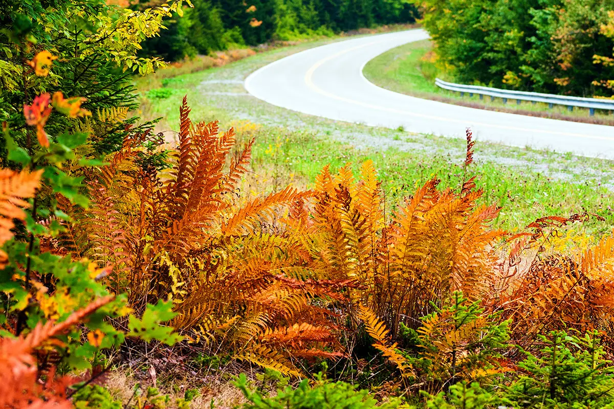 Cinnamon Fern turns orange in the fall.