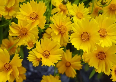 Coreopsis: Perennial with Plenty to Offer