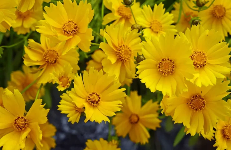 Coreopsis, North American Native Perennial