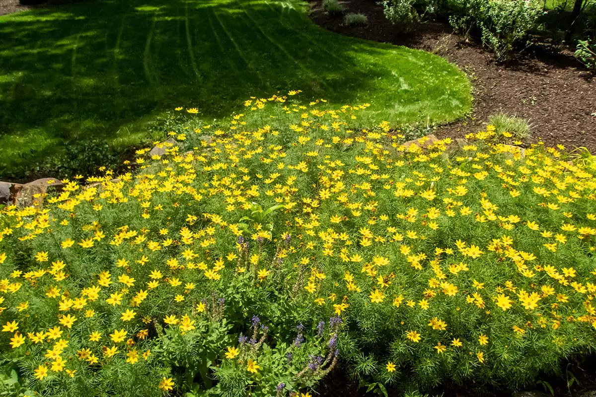 Coreopsis verticillata, also known at Threadleaf Coreopsis, in garden and landscape setting.