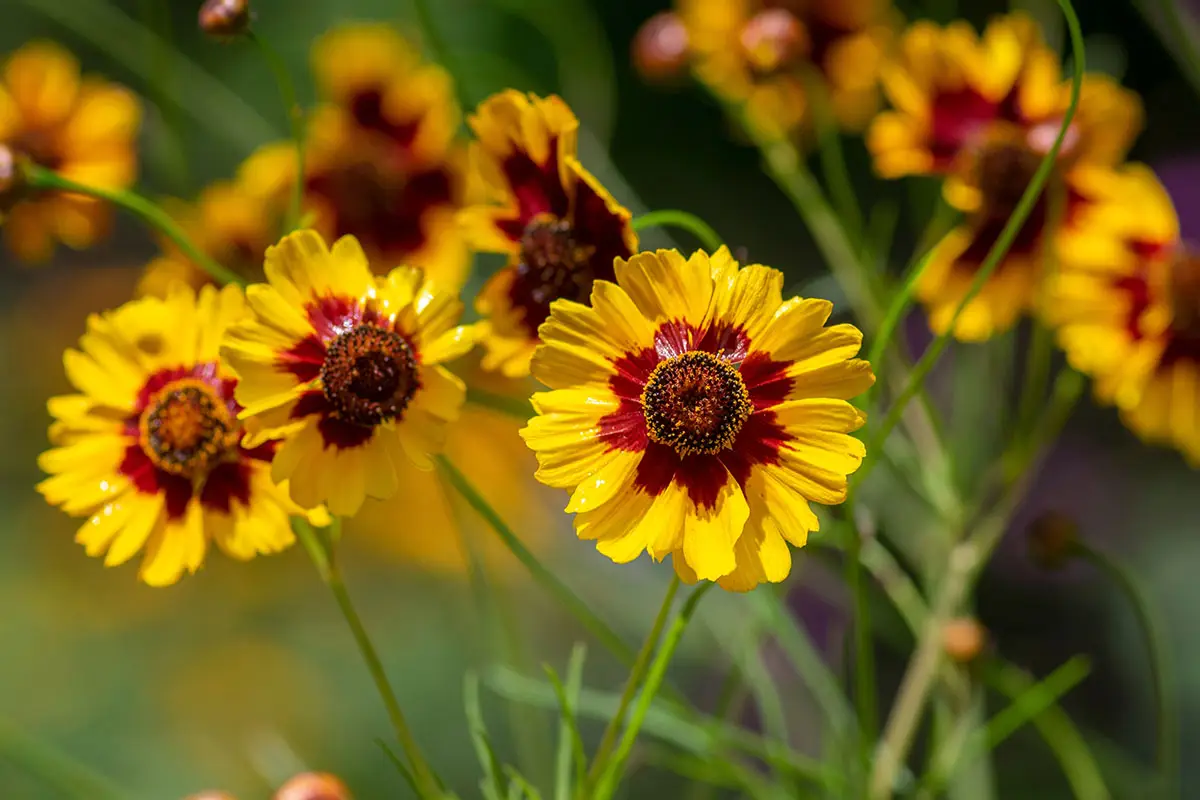 Plains Coreopsis