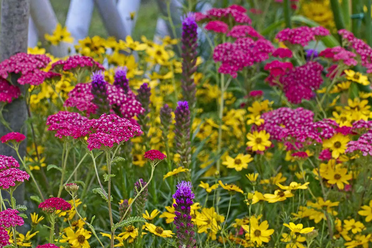 Coreopsis Companion Planting