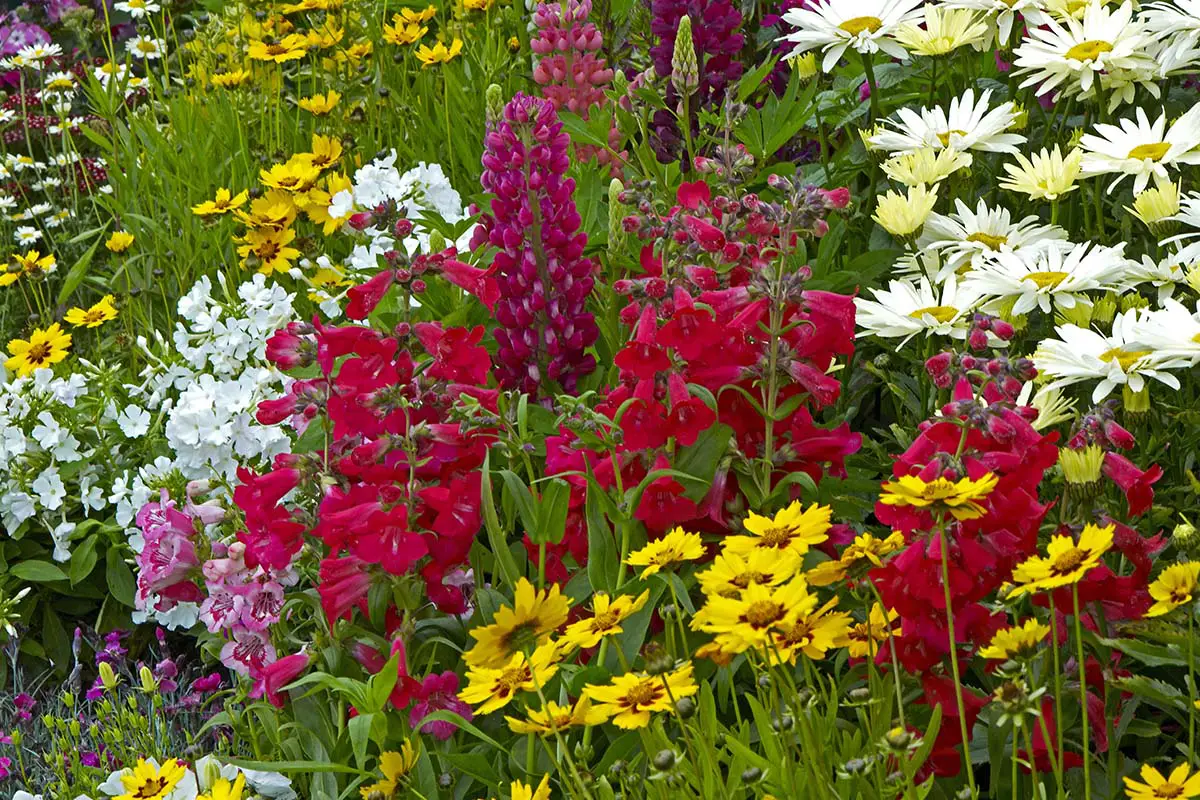 Coreopsis Companion Planting