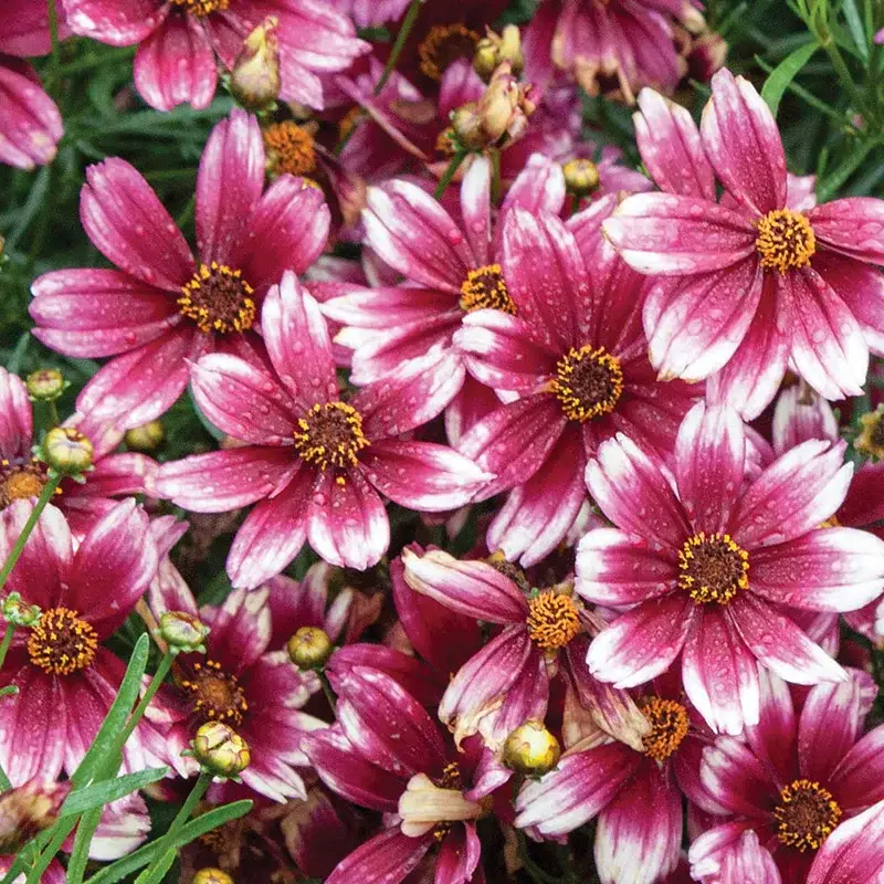 Coreopsis Berry Chiffon