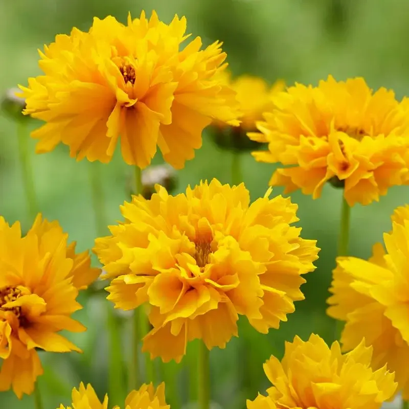 Early Sunrise Coreopsis