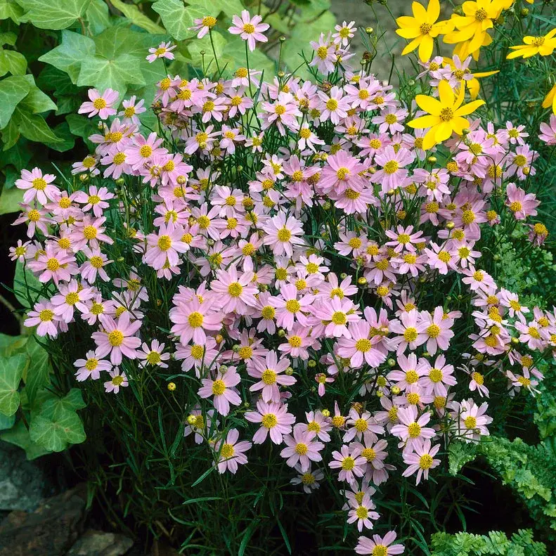 American Dream Coreopsis