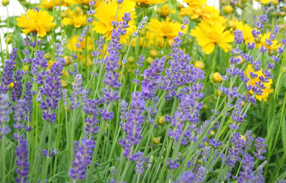 Purple Russian Sage and Yellow Coreopsis