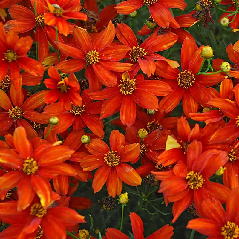 Coreopsis Verticillata Crazy Cayenne