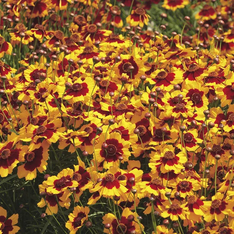 Plains Coreopsis