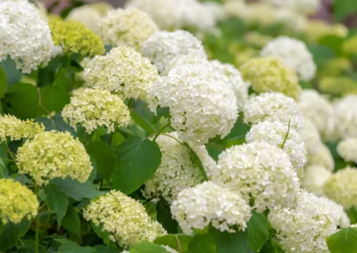 Smooth Hydrangea: Perennial Shrub with Easy-Care Nature