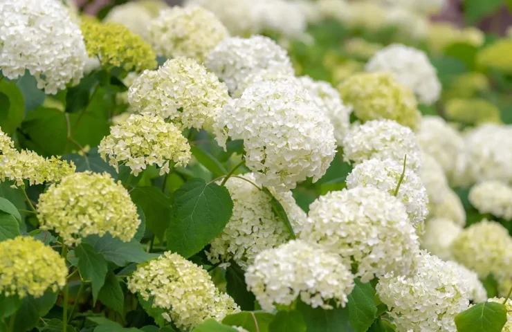 Smooth Hydrangea in bloom