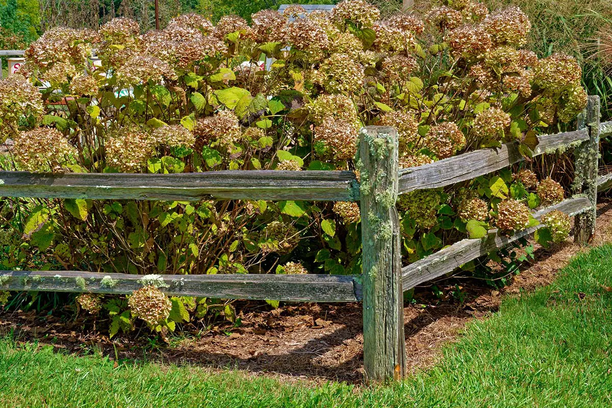 Smooth Hydrangea late summer, early fall