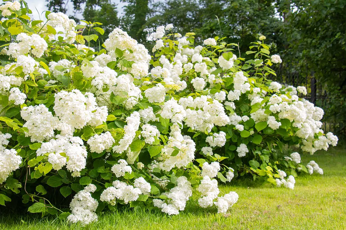 Smooth Hydrangea, Annabelle