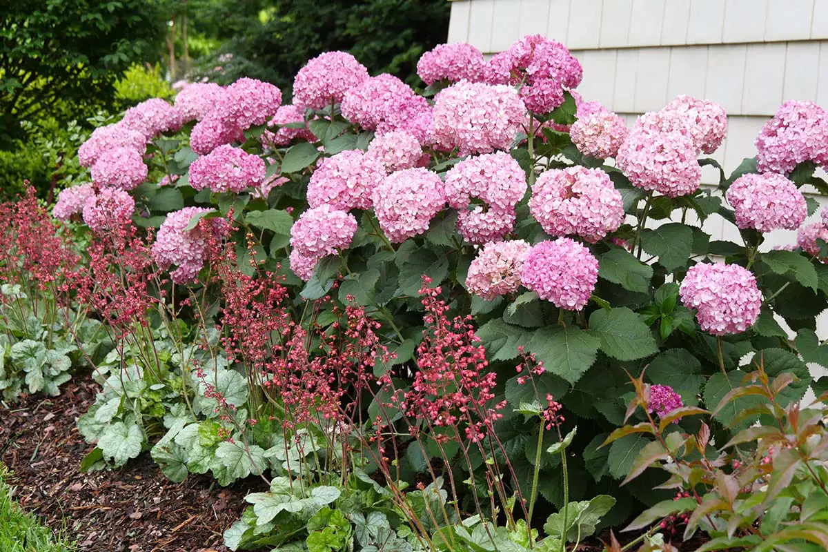 Smooth Hydrangea, Proven Winners Invincibelle Ruby