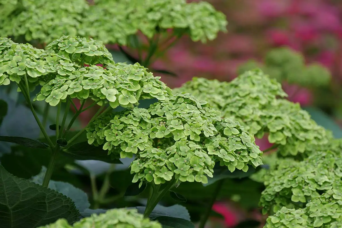 Smooth Hydrangea, Proven Winners Invincibelle Sublime 