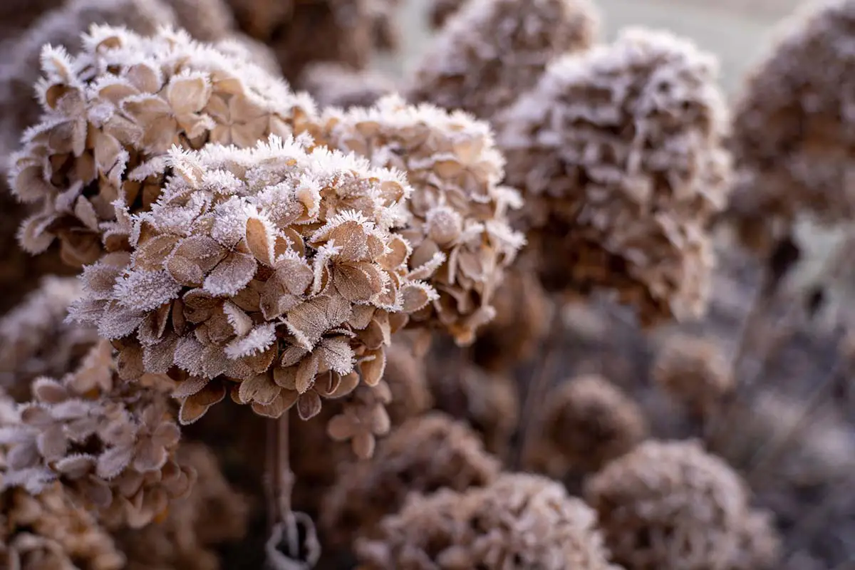 Smooth Hydrangea wintertime with frost