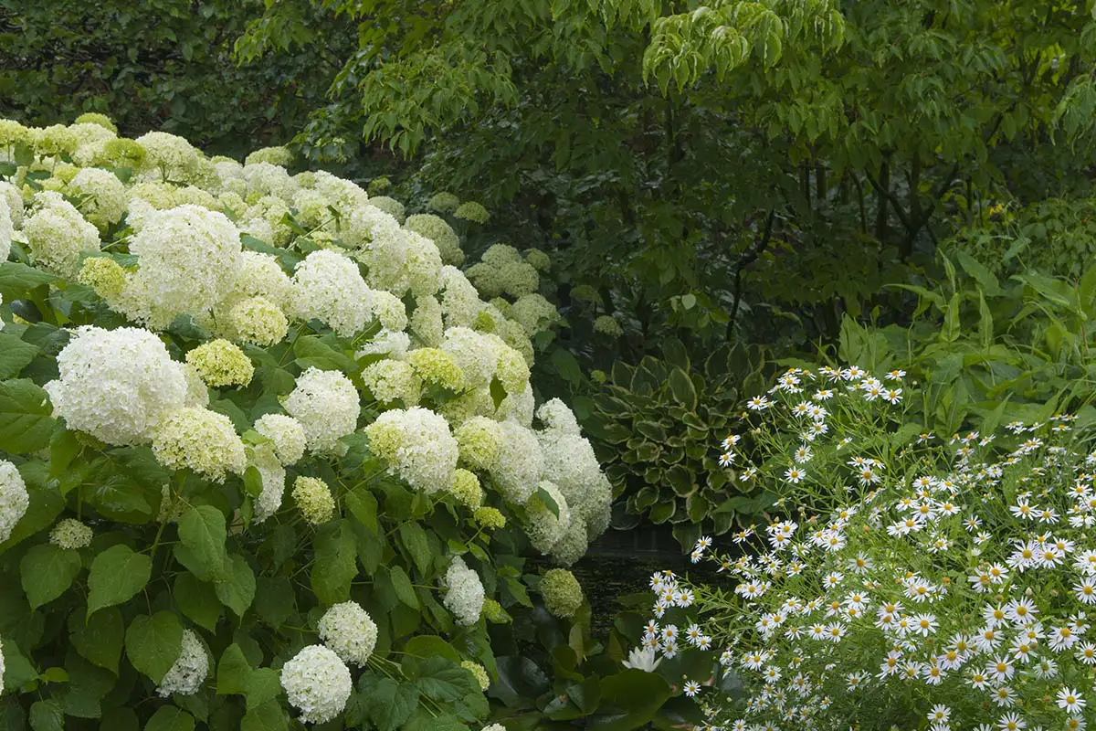 Smooth Hydrangea in garden